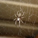 What are the Signs of a Spider Infestation?