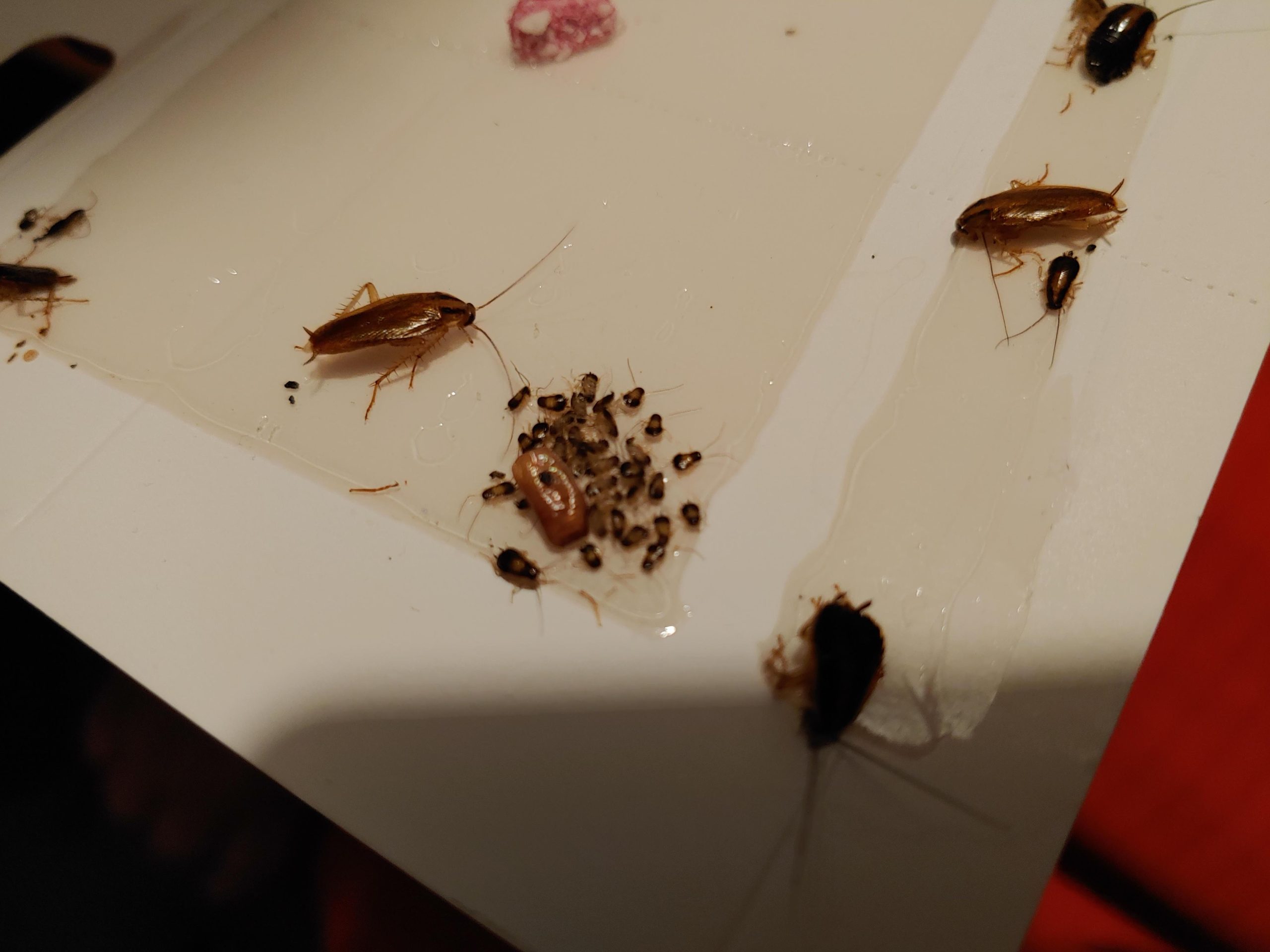 get rid of baby cockroaches