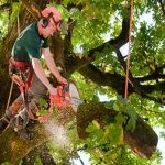 Local Tree Service Tampa Residents Trust for Emergencies