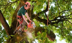 local_tree_service_tampa_residents_trust_for_emerg_21485_featured