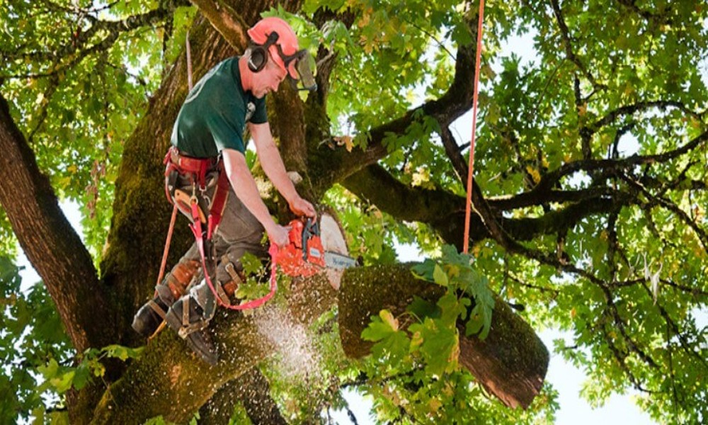 local_tree_service_tampa_residents_trust_for_emerg_21485_featured