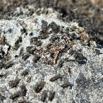 Brine Fly Swarms Near Phoenix, AZ – Do They Affect Residential Areas?